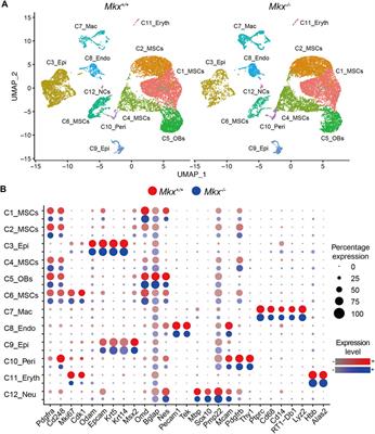 Single Cell RNA Sequencing Reveals Critical Functions of Mkx in Periodontal Ligament Homeostasis